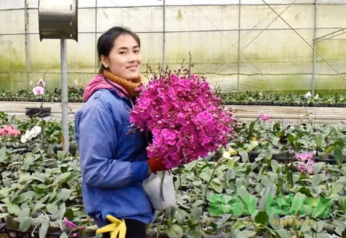 Công việc thu hoạch hoa lan chủ yếu làm bằng thủ công, từ chăm sóc, cắt cành hoa, thu gom về đóng hộp, sơ chế...