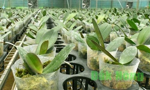 Cây giống được ươm tại vườn ươm công nghệ cao