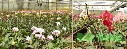 Lan Hồ Điệp ở Mộc Châu có tất cả 5 hệ màu chính: màu hồng, màu trắng, màu tím, hoa vằn, hoa chấm