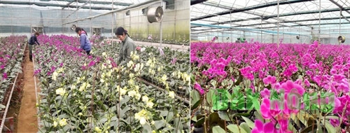 Các cơ sở sản xuất hoa ở Mộc Châu trồng rất nhiều lan Hồ Điệp