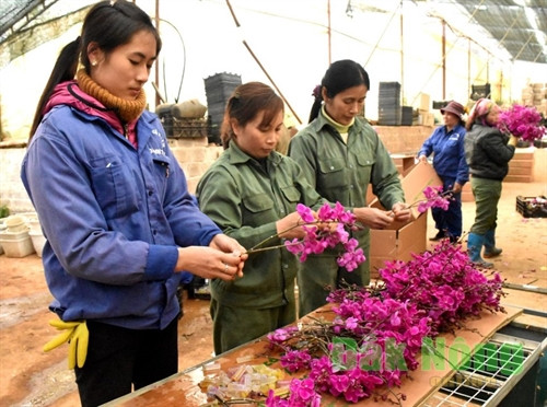 Sơ chế, bảo quản lan để vận chuyển đi các tỉnh thành khác
