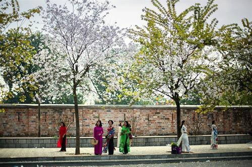 Hoa Ban trắng phớt tím nở trên đường Bắc Sơn mang một vẻ đẹp mỏng manh và thuần khiết. Ảnh: Trọng Đạt - TTXVN Hoa ban Tây Bắc được trồng dày và nở đều và là đoạn đường ngắn nằm phía trước Lăng Bác và có Đài tưởng niệm các anh hùng liệt sỹ. Ảnh: Trọng Đạt - TTXVN Hoa ban trắng phớt tím nở trên đường Hoàng Diệu thu hút sự quan tâm của nhiều bạn trẻ và người dân Thủ đô. Ảnh: Trọng Đạt - TTXVN Hoa ban trắng phớt tím nở trên đường Hoàng Diệu thu hút sự quan tâm của nhiều bạn trẻ và người dân Thủ đô. Ảnh: Trọng Đạt - TTXVN Hoa ban trắng phớt tím nở trên đường Hoàng Diệu thu hút sự quan tâm của nhiều bạn trẻ và người dân Thủ đô. Ảnh: Trọng Đạt - TTXVN Hoa ban tím nở rộ trên góc đường Điện Biên Phủ thu hút sự quan tâm của nhiều bạn trẻ và người dân Thủ đô. Ảnh: Trọng Đạt - TTXVN Hoa Ban tím nở trên đường Điện Biên Phủ. Ảnh: Trọng Đạt - TTXVN Hoa ban trắng phớt tím nở trên đường Hoàng Diệu thu hút sự quan tâm của nhiều bạn trẻ và người dân Thủ đô. Ảnh: Trọng Đạt - TTXVN Phố phường Thủ đô được điểm tô thêm nét đẹp của hoa ban trắng phớt tím nở trên đường Hoàng Diệu. Ảnh: Trọng Đạt - TTXVN Rất đông người dân thủ đô đến ngắm hoa ban nở rộ trên đoạn đường Hoàng Diệu. Ảnh: Trọng Đạt - TTXVN Hoa ban trắng phớt tím nở trên đường Hoàng Diệu, thu hút sự quan tâm của nhiều bạn trẻ và người dân Thủ đô. Ảnh: Trọng Đạt - TTXVN Hoa ban trắng phớt tím nở trên đường Hoàng Diệu, thu hút sự quan tâm của nhiều bạn trẻ và người dân Thủ đô. Ảnh: Trọng Đạt - TTXVN oa ban trắng phớt tím nở trên đường Hoàng Diệu Vẻ đẹp mỏng manh và thuần khiết của hoa ban. Ảnh: Trọng Đạt - TTXVN