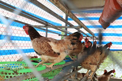 Hà Nội khai trương khu sinh thái nông nghiệp công nghệ cao ảnh 7