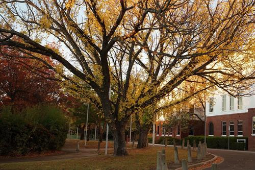 Những hàng cây lá đỏ trải dài thuộc quận Deakin, Canberra. Ảnh: Sao Băng - Pv TTXVN tại Australia Những hàng cây lá đỏ trong khu vực Nhà Quốc hội. Đạp xe hay tản bộ dưới tán cây lá đỏ, lấp lánh những tia nắng mặt trời sẽ là những trải nghiệm khó quên. Ảnh: Sao Băng - Pv TTXVN tại Australia Đường phố Canberra bừng sáng dưới nắng thu rực rỡ. Ảnh: Sao Băng - Pv TTXVN tại Australia Cây lá đổ vàng gần nhà Quốc hội Liên bang. Ảnh: Sao Băng - Pv TTXVN tại Australia Đường phố Canberra bừng sáng dưới nắng thu rực rỡ. Ảnh: Sao Băng - Pv TTXVN tại Australia Đường phố Canberra bừng sáng dưới nắng thu rực rỡ. Ảnh: Sao Băng - Pv TTXVN tại Australia Khu vực trung tâm Canberra nhuộm sắc đỏ. Ảnh: Sao Băng - Pv TTXVN tại Australia Những hàng cây lá đỏ trong khu vực Nhà Quốc hội. Đạp xe hay tản bộ dưới tán cây lá đỏ, lấp lánh những tia nắng mặt trời sẽ là những trải nghiệm khó quên. Tới Canberra mùa Thu, du khách khó có thể quên được một thủ đô tuy vắng nhưng đầy quyến rũ trong mùa thay lá. Ảnh: Sao Băng - Pv TTXVN tại Australia Hàng cây bên bờ hồ Burley Griffin chuyển lá vàng vào mùa Thu. Ảnh: Sao Băng - Pv TTXVN tại Australia Công viên Commonwealth sát bên hồ Burley Griffin. Tới đây vào mùa xuân tháng 9, du khách sẽ được thưởng ngoạn sắc hoa rực rỡ của Lễ hội hoa thường niên. Ảnh: Sao Băng - Pv TTXVN tại Australia Hàng cây bên bờ hồ Burley Griffin chuyển lá vàng vào mùa Thu. Ảnh: Sao Băng - Pv TTXVN tại Australia Hàng cây bên bờ hồ Burley Griffin chuyển lá đỏ vào mùa Thu. Khi mùa xuân tới sẽ nở hoa trắng tinh trước khi lá non xanh đâm chồi. Ảnh: Sao Băng - Pv TTXVN tại Australia Hàng cây bên bờ hồ Burley Griffin chuyển lá đỏ vào mùa Thu. Khi mùa xuân tới sẽ nở hoa trắng tinh trước khi lá non xanh đâm chồi. Ảnh: Sao Băng - Pv TTXVN tại Australia Những hàng cây lá đỏ trải dài thuộc quận Deakin, Canberra. Ảnh: Sao Băng - Pv TTXVN tại Australia Những hàng cây lá đỏ trong khu vực Nhà Quốc hội. Đạp xe hay tản bộ dưới tán cây lá đỏ, lấp lánh những tia nắng mặt trời sẽ là những trải nghiệm khó quên. Ảnh: Sao Băng - Pv TTXVN tại Australia Đường phố Canberra bừng sáng dưới nắng thu rực rỡ. Ảnh: Sao Băng - Pv TTXVN tại Australia Cây lá đổ vàng gần nhà Quốc hội Liên bang. Ảnh: Sao Băng - Pv TTXVN tại Australia Đường phố Canberra bừng sáng dưới nắng thu rực rỡ. Ảnh: Sao Băng - Pv TTXVN tại Australia Đường phố Canberra bừng sáng dưới nắng thu rực rỡ. Ảnh: Sao Băng - Pv TTXVN tại Australia Khu vực trung tâm Canberra nhuộm sắc đỏ. Ảnh: Sao Băng - Pv TTXVN tại Australia Những hàng cây lá đỏ trong khu vực Nhà Quốc hội. Đạp xe hay tản bộ dưới tán cây lá đỏ, lấp lánh những tia nắng mặt trời sẽ là những trải nghiệm khó quên. Tới Canberra mùa Thu, du khách khó có thể quên được một thủ đô tuy vắng nhưng đầy quyến rũ trong mùa thay lá. Ảnh: Sao Băng - Pv TTXVN tại Australia Hàng cây bên bờ hồ Burley Griffin chuyển lá vàng vào mùa Thu. Ảnh: Sao Băng - Pv TTXVN tại Australia Công viên Commonwealth sát bên hồ Burley Griffin. Tới đây vào mùa xuân tháng 9, du khách sẽ được thưởng ngoạn sắc hoa rực rỡ của Lễ hội hoa thường niên. Ảnh: Sao Băng - Pv TTXVN tại Australia Hàng cây bên bờ hồ Burley Griffin chuyển lá vàng vào mùa Thu. Ảnh: Sao Băng - Pv TTXVN tại Australia Hàng cây bên bờ hồ Burley Griffin chuyển lá đỏ vào mùa Thu. Khi mùa xuân tới sẽ nở hoa trắng tinh trước khi lá non xanh đâm chồi. Ảnh: Sao Băng - Pv TTXVN tại Australia Hàng cây bên bờ hồ Burley Griffin chuyển lá đỏ vào mùa Thu. Khi mùa xuân tới sẽ nở hoa trắng tinh trước khi lá non xanh đâm chồi. Ảnh: Sao Băng - Pv TTXVN tại Australia