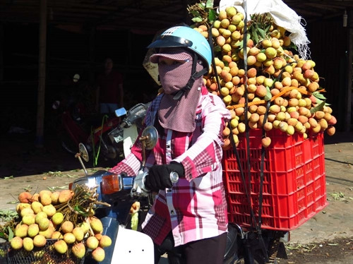 Nông dân xã Thanh Bính (huyện Thanh Hà) thồ vải đi bán tại các điểm cân dọc đ tỉnh lộ 390. Nông dân xã Thanh Bính (huyện Thanh Hà) thồ vải đi bán tại các điểm cân dọc đ tỉnh lộ 390.