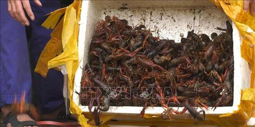Tôm hùm đất không rõ nguồn gốc do lực lượng biên phòng thu giữ được. Ảnh: TTXVN phát Tôm hùm đất không rõ nguồn gốc do lực lượng biên phòng thu giữ được. Ảnh: TTXVN phát