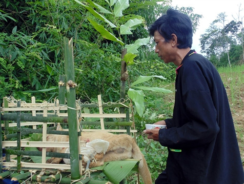 Thầy mo thực hiện lễ cúng. Đồ cúng của người Si La gồm có gà và chó. Người dân chuẩn bị bàn thờ để thực hiện lễ cúng các thần linh. Người già đại diện cho cả bản cắm cây "Ta Leo" ở các con đường vào nương, rẫy... để cấm người dân lên nương trong khi đang làm lễ cúng.