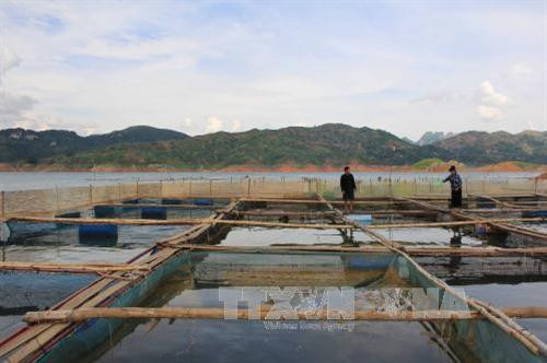 Sau khi nhường đất cho dự án tái định cư thủy điện Sơn La để chuyển đến nơi ở mới, đến nay cuộc sống của bà con các bản tái định cư tại huyện Quỳnh Nhai, tỉnh Sơn La đang dần ổn định. Tại các bản tái định cư đang xuất hiện nhiều cách làm kinh tế mới như nuôi cá lồng, đánh bắt thủy hải sản ở lòng hồ, đẩy mạnh phát triển chăn nuôi gia súc theo hướng xuất khẩu… Ảnh: Công Luật-TTXVN Sau khi nhường đất cho dự án tái định cư thủy điện Sơn La để chuyển đến nơi ở mới, đến nay cuộc sống của bà con các bản tái định cư tại huyện Quỳnh Nhai, tỉnh Sơn La đang dần ổn định. Tại các bản tái định cư đang xuất hiện nhiều cách làm kinh tế mới như nuôi cá lồng, đánh bắt thủy hải sản ở lòng hồ, đẩy mạnh phát triển chăn nuôi gia súc theo hướng xuất khẩu… Ảnh: Công Luật-TTXVN