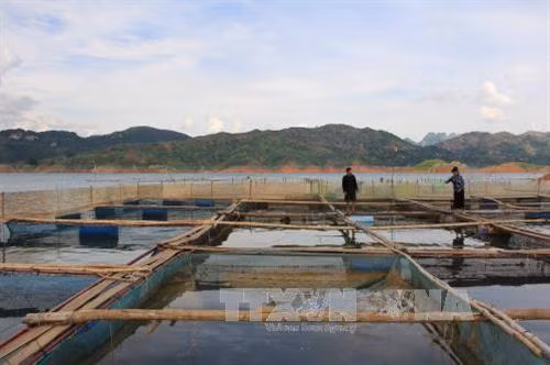 Sau khi nhường đất cho dự án tái định cư thủy điện Sơn La để chuyển đến nơi ở mới, đến nay cuộc sống của bà con các bản tái định cư tại huyện Quỳnh Nhai, tỉnh Sơn La đang dần ổn định. Tại các bản tái định cư đang xuất hiện nhiều cách làm kinh tế mới như nuôi cá lồng, đánh bắt thủy hải sản ở lòng hồ, đẩy mạnh phát triển chăn nuôi gia súc theo hướng xuất khẩu… Ảnh: Công Luật-TTXVN