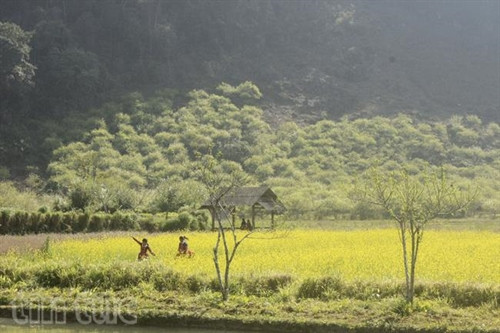 Xao xuyến sắc hoa Mộc Châu ảnh 13