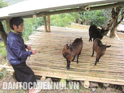 Thông qua chương trình 135, chương trình 30a..., huyện Mường Lát đã hướng dẫn đồng bào thực hiện các mô hình chăn nuôi, góp phần ổn định kinh tế. Trong ảnh: Gia đình anh Giang Thanh Mai, ở bản Cá Tớp, xã Pù Nhi thực hiện mô hình chăn nuôi dê, có thu nhập hơn 3 triệu đồng/tháng