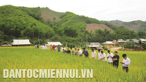 Huyện Mường Lát triển khai mô hình thâm canh cây lúa nước trên địa bàn các xã: Tam Chung, Mường Chanh..., đem lại hiệu quả kinh tế cao cho đồng bào