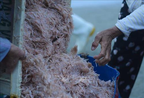 Đà Nẵng: Đặc sắc mùa ruốc biển ảnh 6