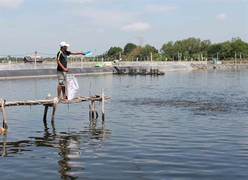 Mô hình nuôi cá dứa ở ấp An Nghĩa, xã An Thới Đông. Ảnh: Sơn Hên - TTXVN Mô hình nuôi cá dứa ở ấp An Nghĩa, xã An Thới Đông. Ảnh: Sơn Hên - TTXVN