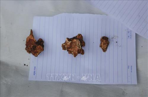Những mẫu được xác định là hài cốt sau khi khai quật. Ảnh: Xuân Tư - TTXVN Những mẫu được xác định là hài cốt sau khi khai quật. Ảnh: Xuân Tư - TTXVN