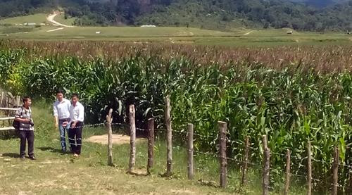 Cánh đồng mẫu lớn của người dân xã Măng Bút. Ảnh: Cao Nguyên - TTXVN Cánh đồng mẫu lớn của người dân xã Măng Bút. Ảnh: Cao Nguyên - TTXVN