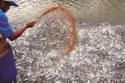 Không thả cá giống với mật độ quá dày, cá sẽ không lớn được Không thả cá giống với mật độ quá dày, cá sẽ không lớn được