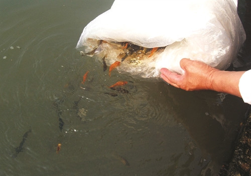 Trước khi thả cá giống cần ngâm túi nilon đựng cá vào trong nước ao, hồ khoảng 15 - 20 phút để cá quen với môi trường sống mới Trước khi thả cá giống cần ngâm túi nilon đựng cá vào trong nước ao, hồ khoảng 15 - 20 phút để cá quen với môi trường sống mới