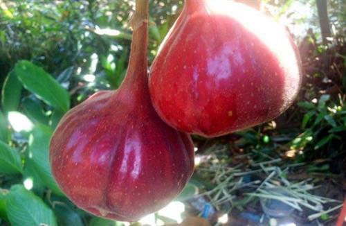 Ngõa mật - nồng say hương vị đồng rừng ảnh 3 Ngõa mật - nồng say hương vị đồng rừng ảnh 3