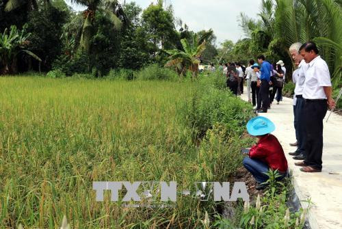 Nông dân tham quan mô hình lúa đặc sản hữu cơ của ông Nguyễn Ngọc Triều ở tỉnh Sóc Trăng. Ảnh: Trung Hiếu - TTXVN