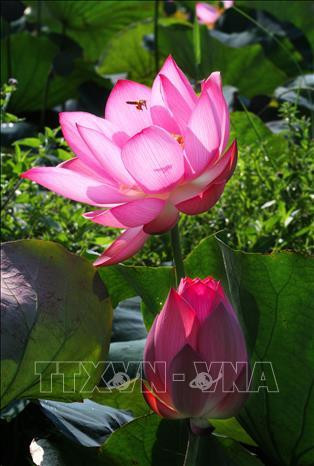 Sen hồng ở huyện Hải Lăng. Ảnh: Hồ Cầu-TTXVN Sen hồng ở huyện Hải Lăng. Ảnh: Hồ Cầu-TTXVN
