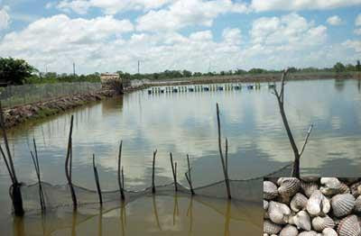 Sau thời gian nuôi 7 - 8 tháng, sò huyết có thể thu hoạch . Ảnh: tiepthinongnghiep.com Sau thời gian nuôi 7 - 8 tháng, sò huyết có thể thu hoạch . Ảnh: tiepthinongnghiep.com