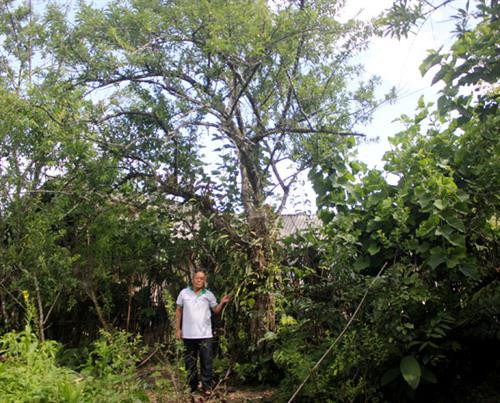 Giữ 'báu vật' cho Cao Sơn ảnh 2