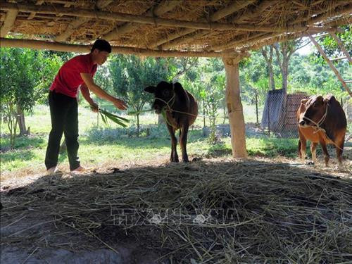 Mô hình chăn nuôi gia súc của một hộ dân ở xã Mường Lạn, huyện Sốp Cộp. Ảnh: Hữu Quyết – TTXVN Mô hình chăn nuôi gia súc của một hộ dân ở xã Mường Lạn, huyện Sốp Cộp. Ảnh: Hữu Quyết – TTXVN