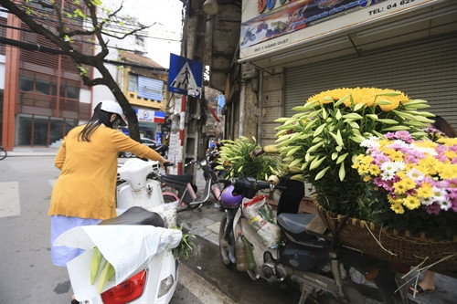 Do chỉ nở một lần vào đầu Hè nên những người yêu thích hoa loa kèn thường tranh thủ lựa cho mình những khóm hoa xinh tươi nhất.