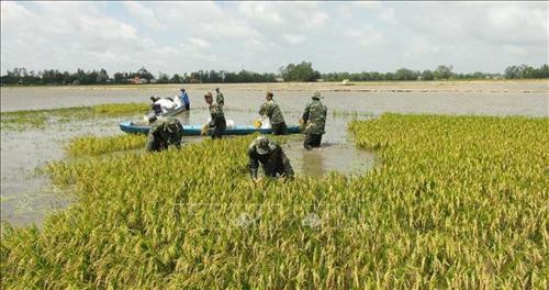 Gần 1.000 ha lúa Thu Đông sắp thu hoạch ở An Giang bị ngập lụt, trong đó có trên 740 ha bị thiệt hại hoàn toàn. Ảnh: Công Mạo-TTXVN