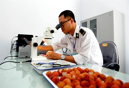 Nhân viên Trung tâm chiếu xạ Hà Nội kiểm đinh quả vải theo tiêu chuẩn của Australia trước khi đem đi chiếu xạ. Ảnh: Quang Quyết - TTXVN Nhân viên Trung tâm chiếu xạ Hà Nội kiểm đinh quả vải theo tiêu chuẩn của Australia trước khi đem đi chiếu xạ. Ảnh: Quang Quyết - TTXVN