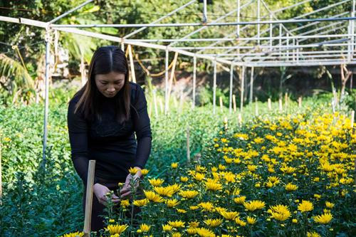 Một số vườn cúc nở sớm nên sẽ được người dân bán vào dịp Rằm tháng Chạp. Ảnh: Xuân Tư - TTXVN Một số vườn cúc nở sớm nên sẽ được người dân bán vào dịp Rằm tháng Chạp. Ảnh: Xuân Tư - TTXVN