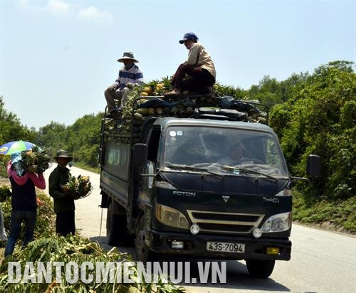 Cây dứa đang góp phần phủ xanh đồi núi và mang lại cuộc sống no ấm cho đồng bào dân tộc ở huyện Nam Giang. Ảnh: Đỗ Trưởng
