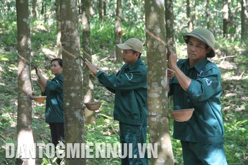 Những cây cao su trên đất Nam Giang đã cho mủ, đánh dấu bước chuyển mình của vùng cao trong nỗ lực tái cơ cấu cây trồng, tìm hướng mới cho đồng bào dân tộc phát triển kinh tế. Ảnh: Đỗ Trưởng