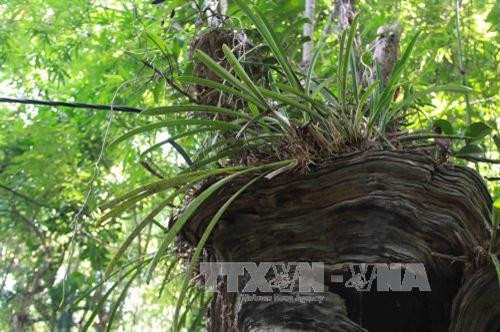Độc đáo Khu bảo tồn lan rừng Troh Bư ảnh 7 Độc đáo Khu bảo tồn lan rừng Troh Bư ảnh 7