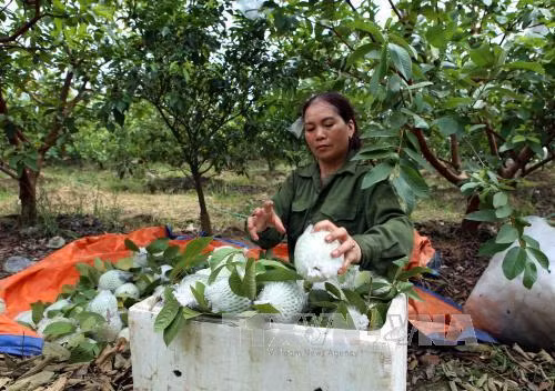 Bà Phan Thị Xuân thoát nghèo từ mô hình trồng ổi Đài Loan ảnh 2