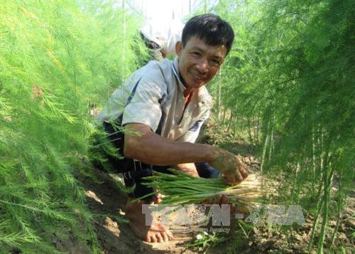 Trồng măng tây xanh cho thu nhập cao ảnh 2 Trồng măng tây xanh cho thu nhập cao ảnh 2