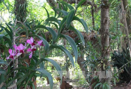 Độc đáo Khu bảo tồn lan rừng Troh Bư ảnh 4 Độc đáo Khu bảo tồn lan rừng Troh Bư ảnh 4