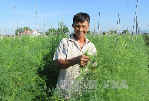 Trồng măng tây xanh cho thu nhập cao ảnh 1 Trồng măng tây xanh cho thu nhập cao ảnh 1