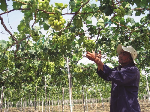 Vườn nhocủa lão nông Ba Mọi Vườn nhocủa lão nông Ba Mọi