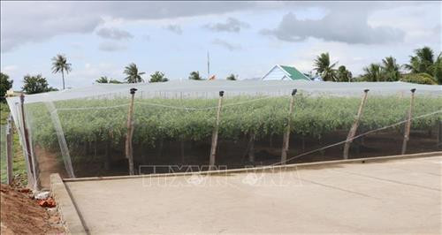 Nhà lưới giúp ngăn ruồi vàng, côn trùng hại táo. Ảnh: Nguyễn Thành – TTXVN Nhà lưới giúp ngăn ruồi vàng, côn trùng hại táo. Ảnh: Nguyễn Thành – TTXVN