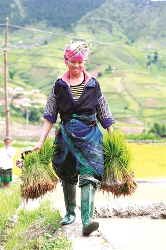 Thiếu nữ Mông ở bản Lìm Mông, xã Cao Phạ, huyện Mù Cang Chải Thiếu nữ Mông ở bản Lìm Mông, xã Cao Phạ, huyện Mù Cang Chải