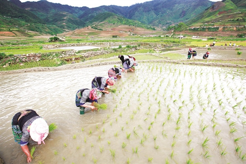 Nhịp sống ngày mùa ở thung lũng Khau Phạ Nhịp sống ngày mùa ở thung lũng Khau Phạ