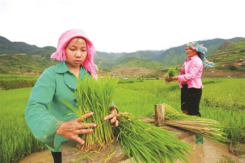 Người Thái ở thung lũng Khau Phạ chuẩn bị mạ cho vụ cấy đầu mùa Người Thái ở thung lũng Khau Phạ chuẩn bị mạ cho vụ cấy đầu mùa