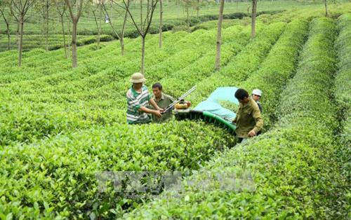 Người trồng chè huyện Yên Sơn thu hoạch chè trên diện tích liên kết với Công ty Cổ phần chè Mỹ Lâm. Ảnh: Văn Tý - TTXVN Người trồng chè huyện Yên Sơn thu hoạch chè trên diện tích liên kết với Công ty Cổ phần chè Mỹ Lâm. Ảnh: Văn Tý - TTXVN