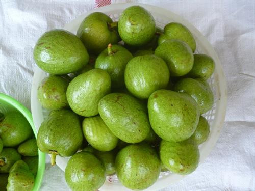 Khám phá bất ngờ về cây bình bát phổ biến ở Nam Bộ ảnh 6