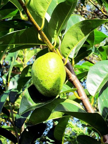 Khám phá bất ngờ về cây bình bát phổ biến ở Nam Bộ ảnh 3