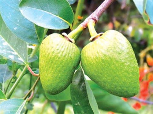 Khám phá bất ngờ về cây bình bát phổ biến ở Nam Bộ ảnh 2