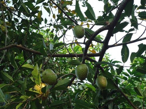 Khám phá bất ngờ về cây bình bát phổ biến ở Nam Bộ ảnh 4