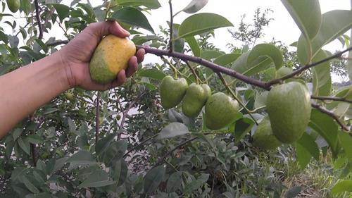 Khám phá bất ngờ về cây bình bát phổ biến ở Nam Bộ ảnh 7